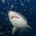shark_tiger_sand_spar_v_0153_nca0160.jpg